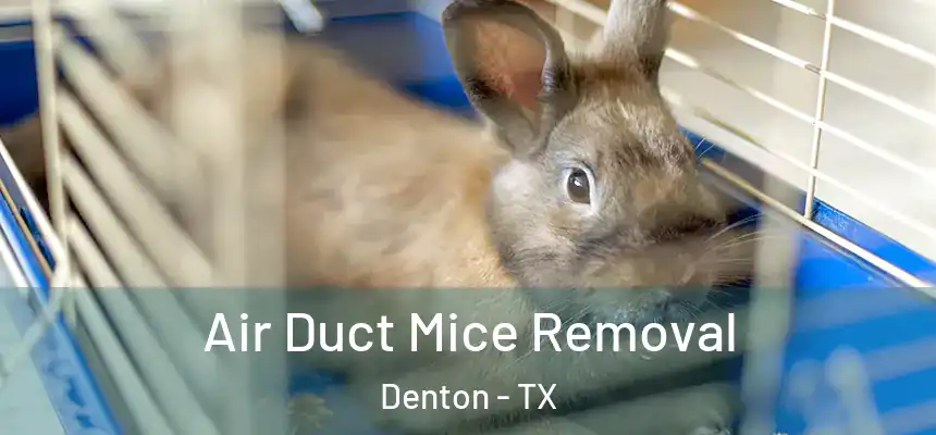 Air Duct Mice Removal Denton - TX